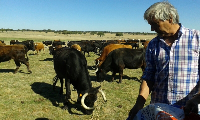  Mayoral showing the animals 
