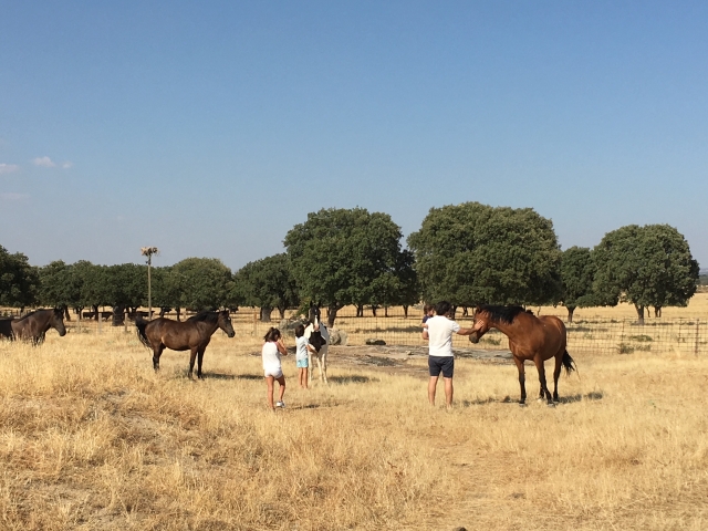  Interacting with the horses 