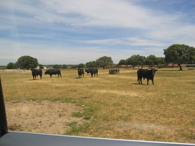  Fighting bull on the farm 