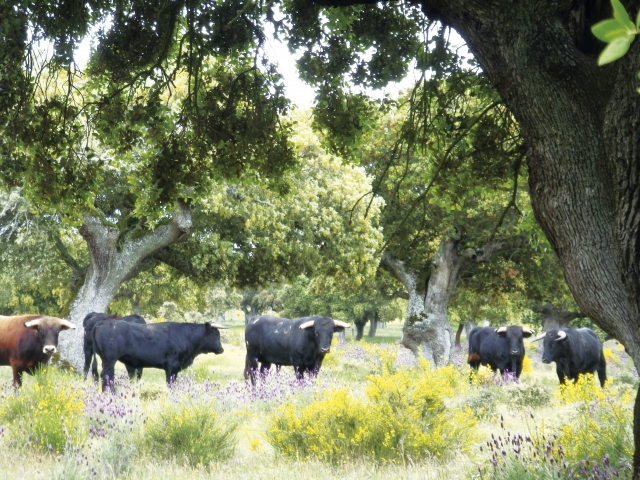 Our livestock in their habitat 