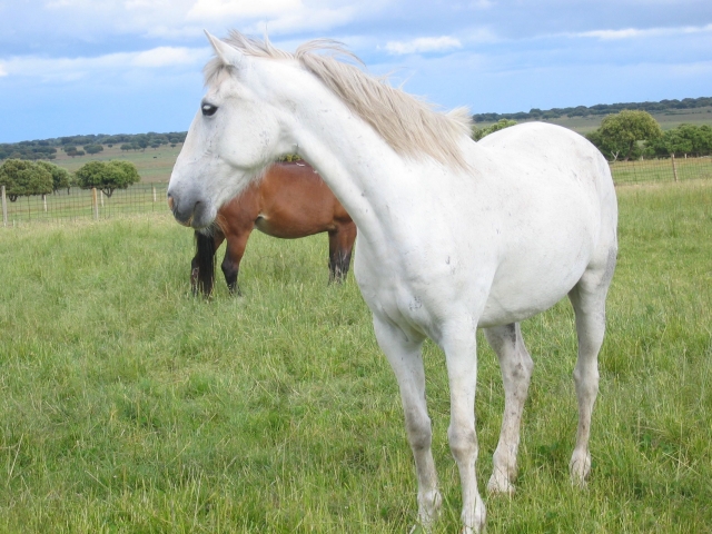  Horses on the farm 