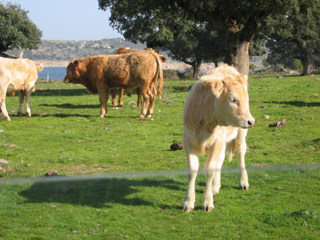  Beautiful white cow 