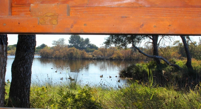  Genießen Sie die Flora der Albufera 