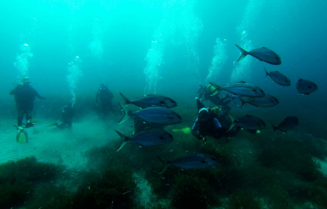 Rodeados de peces