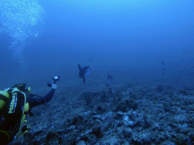 La fauna del Mediterraneo