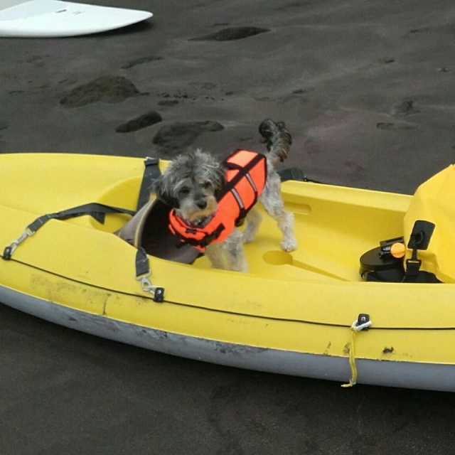 los perros siempre son bienvenidos