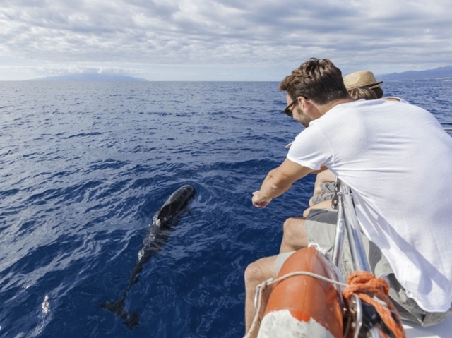 e-19751435-delfines.jpg