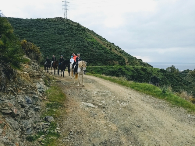 On the road with the horses 