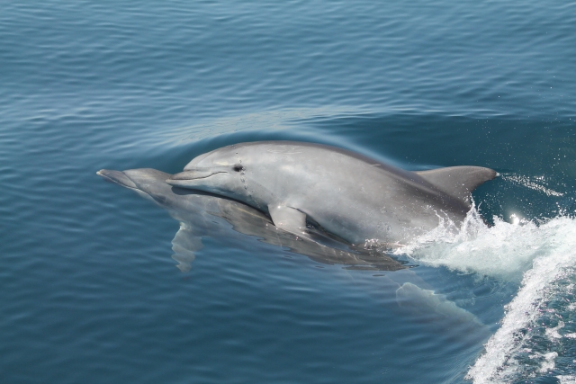  Sailing with the dolphins 