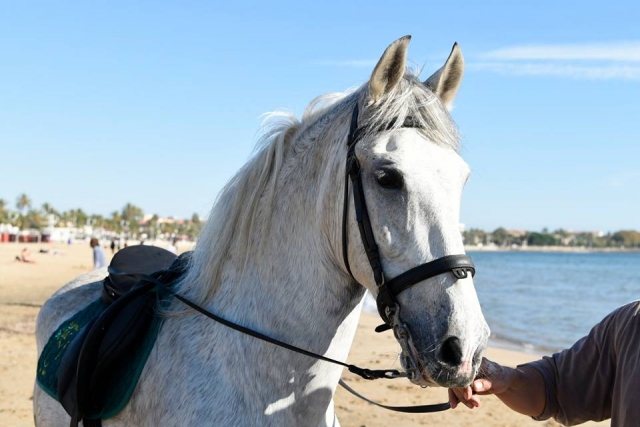  White horse 
