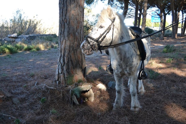  Small horse in the forest 
