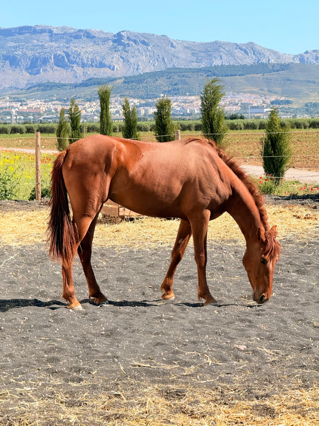  Nos chevaux profitent des pâturages 