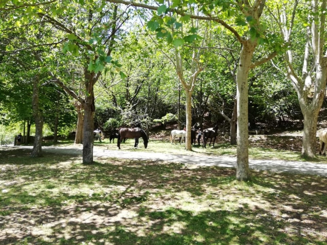 Caballos en Burgos