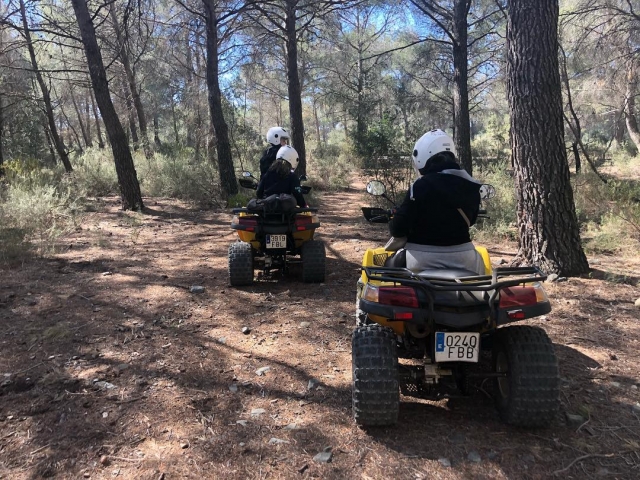  Quad guide through pine forest 