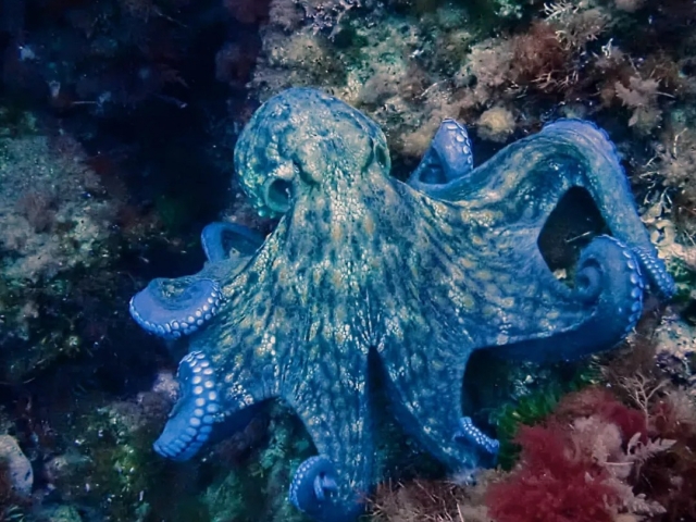 Descubriendo las maravillas del fondo marino