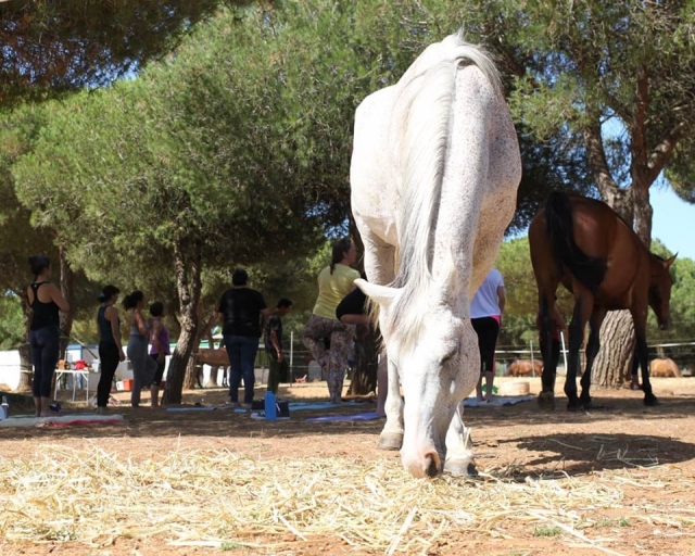  Yoga classes with horses 
