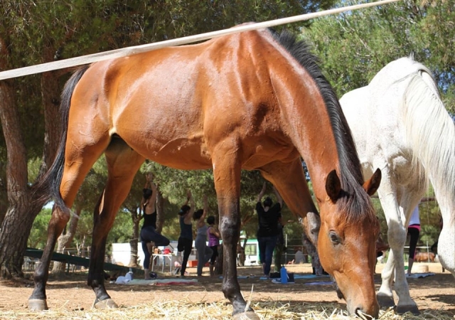  Equestrian camp in Puerto Real 