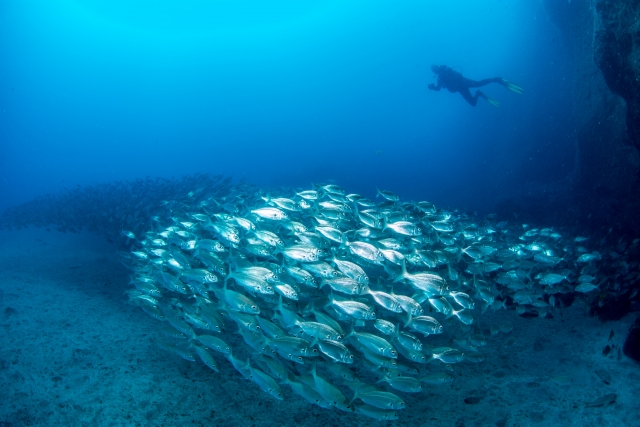  Mit dem Fischschwarm 