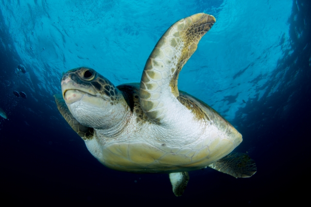  Schildkröte auf den Kanarischen Inseln 
