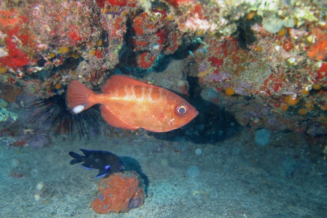  Hübsche kleine Fische auf dem Meeresgrund 