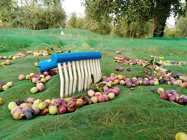 El campo
