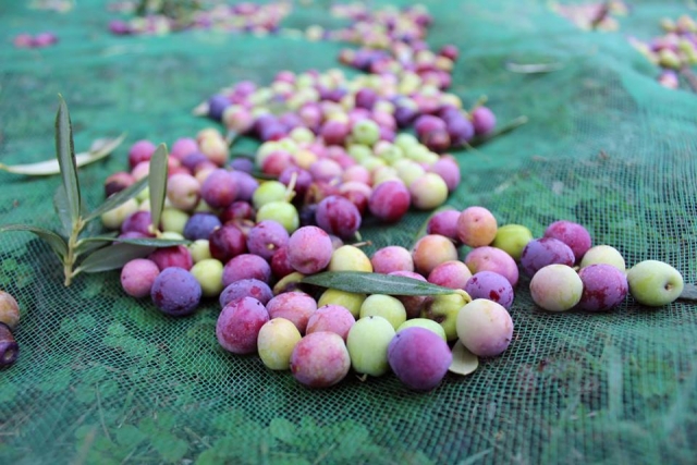La oliva