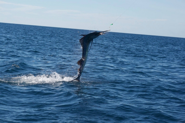  Swordfish fishing in Costa Adeje 