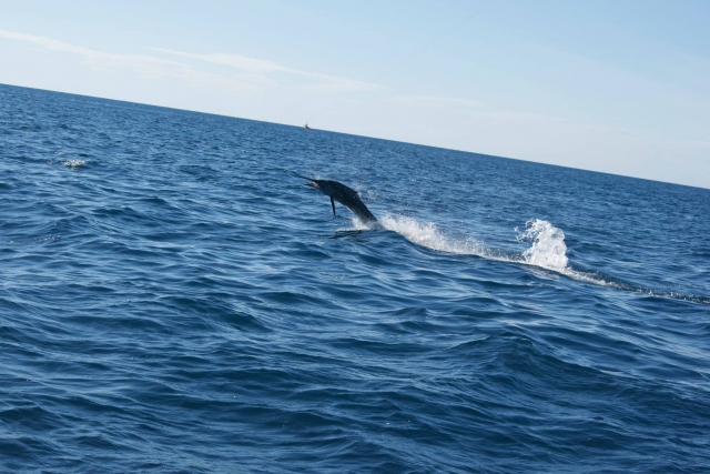  Large fish fishing in Tenerife 