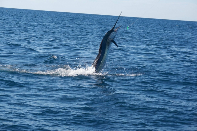  Swordfish specimen Tenerife 