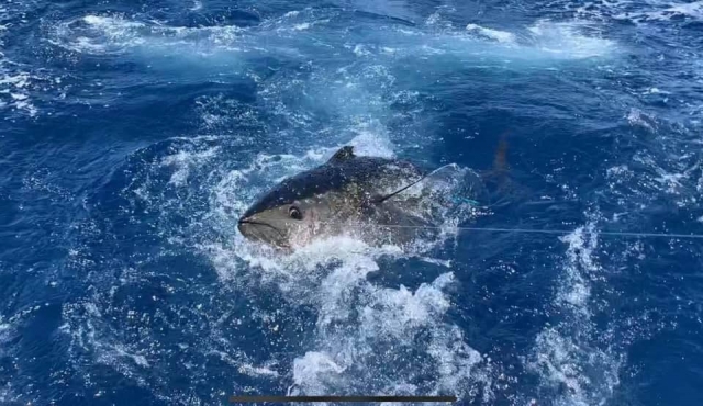  Catching tuna in Tenerife 