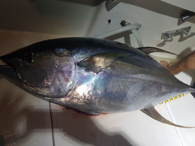  Fishing for giant tuna from a boat Tenerife 