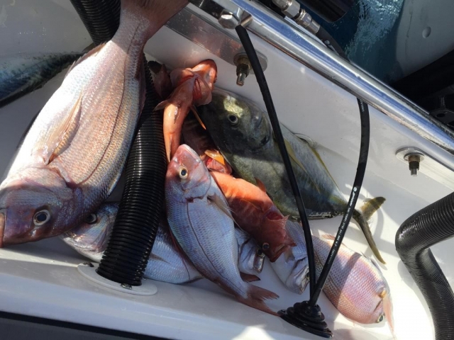 Variedad de pesca en costa de Adeje