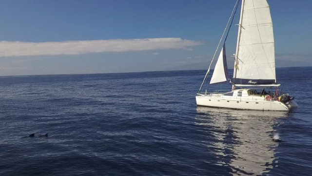Tour para avistar delfines y ballenas en Tenerife