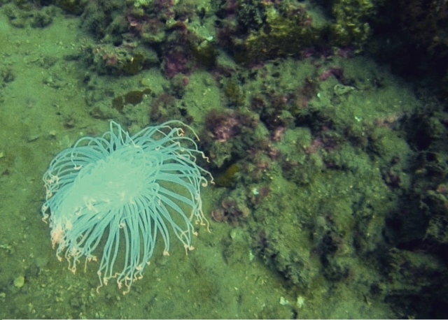 Especies  increíbles de las que disfrutar en el mar