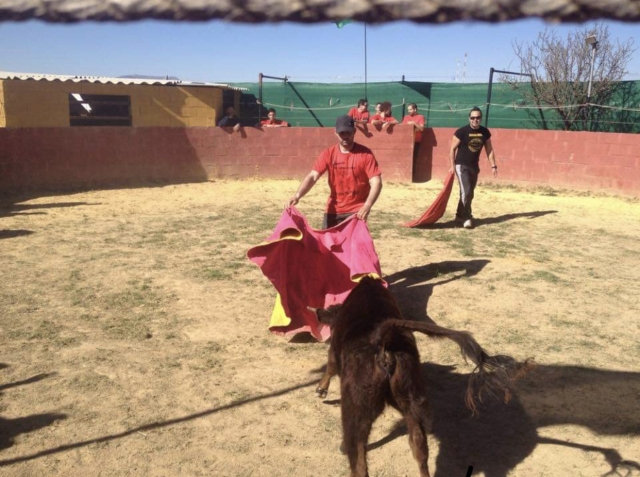 Recortando a la vaquilla con el capote