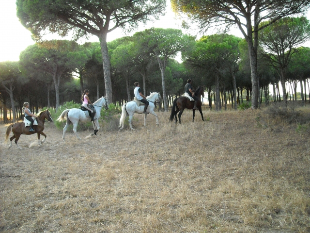 Ruta ecuestre por los pinares