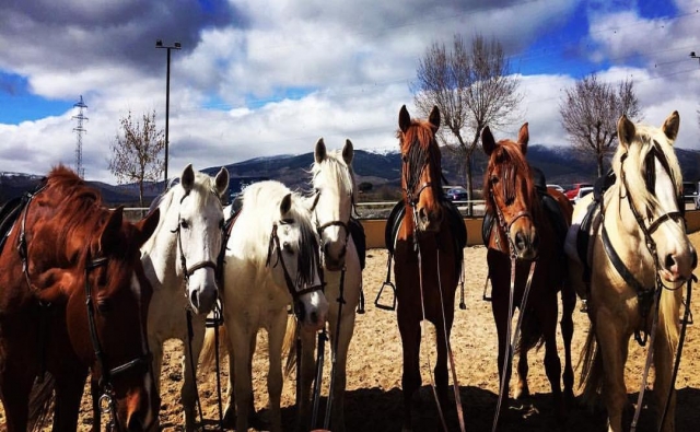  Our team of horses ready for training 