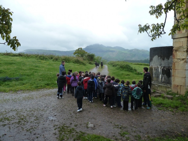 Descubriendo animales