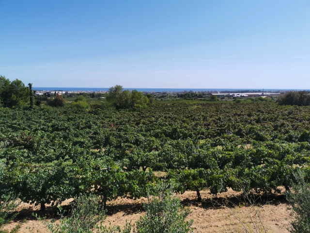 Visita nuestros viñedos