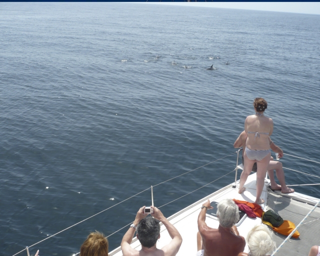 Viendo delfines desde el catamarán