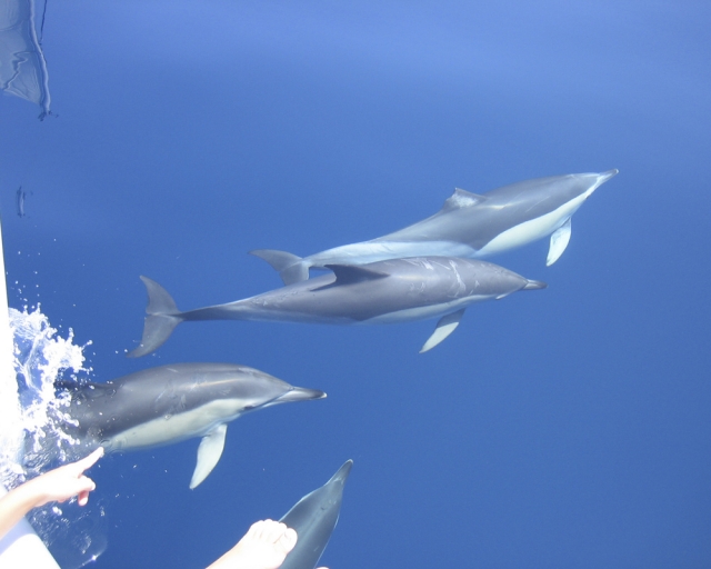 Manada de delfines nadando 
