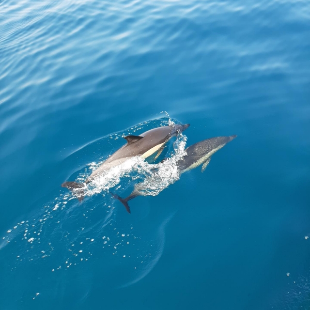 Delfines nadando en paralelo en Benalmádena