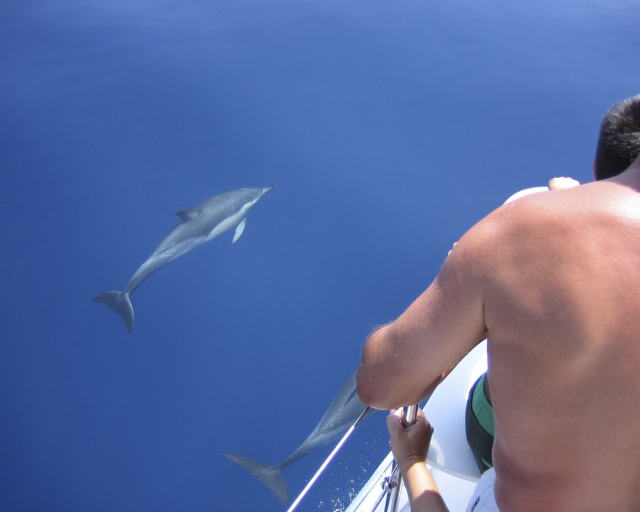 Pareja de delfines bajo el catamarán 