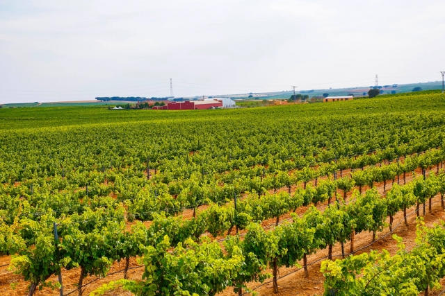 Nuestros viñedos cercanos a la finca
