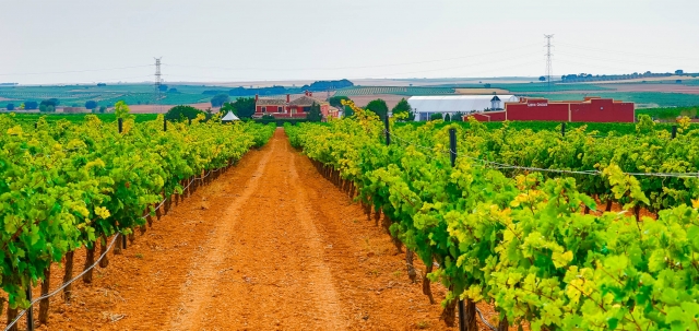 Paseo entre los viñedos de la finca