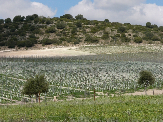  Bio-Weinproduktion 