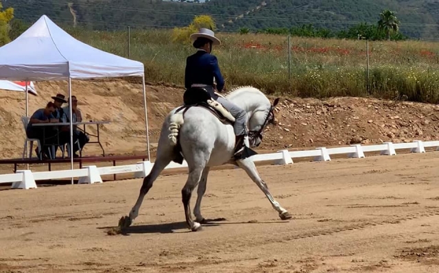 Classical dressage training 