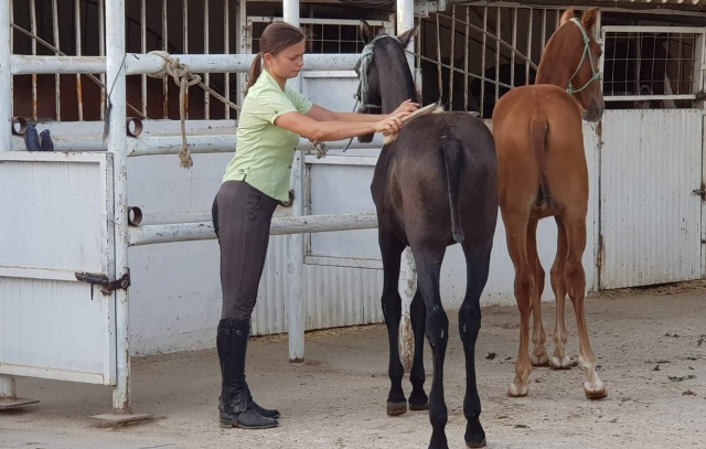  Horse care after training 