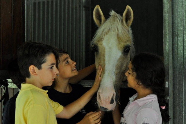  Pampering the horse in the stable
