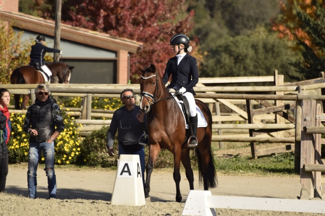 Dressage tournament 